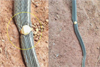 Kasargod: Rat snake rescued after gold ring gets stuck in Adoor home drawer
